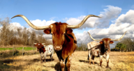 Real estate investment in Texas is a great idea, even in areas with longhorns like this one.